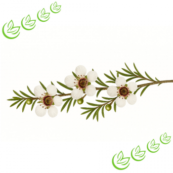 Äth. Manukaöl BIO 20 ml